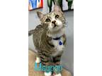 Adopt May Pop (Wisteria 5) a Domestic Shorthair / Mixed (short coat) cat in