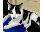 Adopt Trixie a Domestic Shorthair / Mixed (short coat) cat in Tiffin