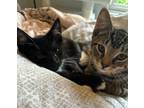 Adopt Bonded Pair-Randy+Cookie a Gray or Blue Domestic Shorthair / Mixed (short