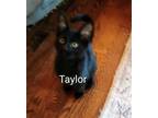Adopt Taylor a All Black Domestic Shorthair / Mixed (short coat) cat in