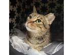 Adopt Indie (Toothless) a Brown Tabby Domestic Shorthair / Mixed cat in Aurora