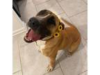 Adopt Moonchild a Black Mouth Cur