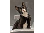Adopt Vera a Black & White or Tuxedo Domestic Shorthair / Mixed cat in San