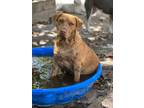 Adopt Oliver a Beagle / Hound (Unknown Type) / Mixed dog in WAYNESVILLE