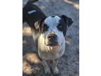 Adopt Bonnie 2 a Beagle / Hound (Unknown Type) / Mixed dog in WAYNESVILLE