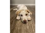 Adopt Mar a White - with Tan, Yellow or Fawn Australian Cattle Dog / Mixed dog