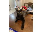 Adopt Veronica a Black (Mostly) Domestic Shorthair / Mixed cat in ROSENBERG