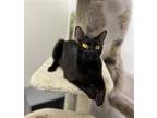 Adopt Magnolia a Black (Mostly) Bombay / Mixed cat in ROSENBERG, TX (38874571)