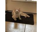 Adopt Mr. Snowball a White (Mostly) Siamese / Mixed (short coat) cat in