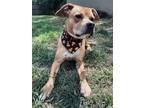 Adopt Jack Skellington a American Pit Bull Terrier / Mixed dog in Germantown