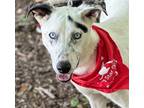 Adopt Ghost a Husky / Terrier (Unknown Type, Medium) / Mixed dog in Bloomfield