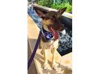 Adopt Nessie a Tan/Yellow/Fawn - with Black German Shepherd Dog dog in Pleasant