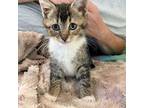 Adopt Minnie a Gray or Blue (Mostly) Domestic Shorthair / Mixed (short coat) cat