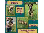 Adopt Roux a Catahoula Leopard Dog, German Shepherd Dog