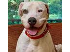 Adopt Thor a White Terrier (Unknown Type, Medium) / Mixed dog in Bloomfield