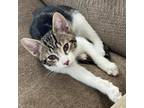 Adopt Paulie - *Bonded w/Ken* - Costa Mesa Location a White Domestic Shorthair /