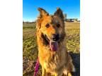 Adopt Motley a Shepherd