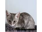 Adopt Flora a Gray, Blue or Silver Tabby Domestic Shorthair / Mixed (short coat)