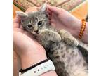 Adopt JJ a Gray or Blue Domestic Shorthair / Mixed (short coat) cat in Laurel
