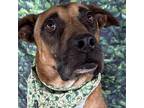 Adopt Bart a Boxer dog in Whitestone, NY (38655997)