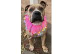 Adopt Lilly a Bullmastiff, Pit Bull Terrier