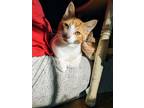 Adopt Lou (23-155 C) a Orange or Red (Mostly) Domestic Shorthair / Mixed (short