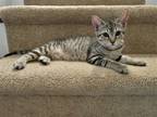 Adopt Ali KITTEN a Gray, Blue or Silver Tabby Domestic Shorthair / Mixed (short