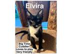 Adopt Elvira (FCID# 7/18/23-144) a Black & White or Tuxedo Domestic Shorthair /