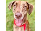 Adopt Lloyd a Catahoula Leopard Dog / Terrier (Unknown Type