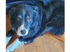 Adopt Jericho a Border Collie / Bernese Mountain Dog / Mixed dog in Salt Lake