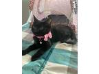 Adopt Barbie a All Black Domestic Shorthair / Mixed cat in Salt Lake City