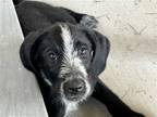 Adopt Puddles a Australian Cattle Dog / Pointer / Mixed dog in Salt Lake City