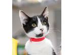 Adopt Ozzie a Black & White or Tuxedo American Bobtail / Mixed cat in Ellijay