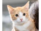 Adopt Ricky a Orange or Red (Mostly) Bombay / Mixed cat in Ellijay
