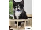 Adopt Parker a Black & White or Tuxedo Domestic Mediumhair / Mixed cat in