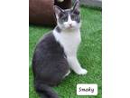 Adopt Smoky a Domestic Shorthair / Mixed cat in Ellijay, GA (38842061)