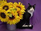 Adopt Cortexa a Black & White or Tuxedo Domestic Shorthair / Mixed cat in