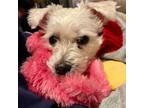 Adopt Peppa a Miniature Poodle