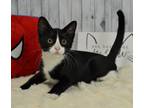 Adopt Sylvester a Domestic Shorthair / Mixed (short coat) cat in Roanoke