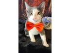 Adopt Stuart a Domestic Shorthair / Mixed (short coat) cat in Aurora