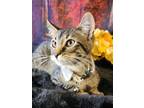 Adopt Garfield a Domestic Shorthair / Mixed (short coat) cat in Aurora