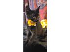 Adopt Angel a Domestic Shorthair / Mixed (short coat) cat in Aurora