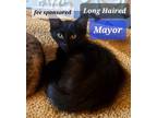 Adopt The Mayor a Domestic Longhair / Mixed (long coat) cat in Aurora
