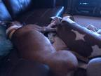 Adopt Bates a Tan/Yellow/Fawn - with White Boxer / Mixed dog in Austin
