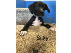 Adopt Silky a Black - with White Boxer / Labrador Retriever dog in Fayetteville