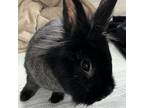 Adopt Panda a Lionhead