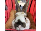 Adopt Brownie a Bunny Rabbit