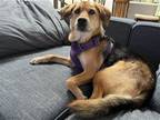 Adopt Amber **COURTESY POST** a Beagle / Shepherd (Unknown Type) / Mixed dog in
