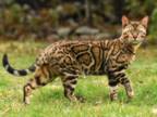 Clouded Leopard Kittens