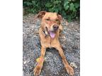 Adopt Logan a Red/Golden/Orange/Chestnut Vizsla / Mixed dog in Elmsford